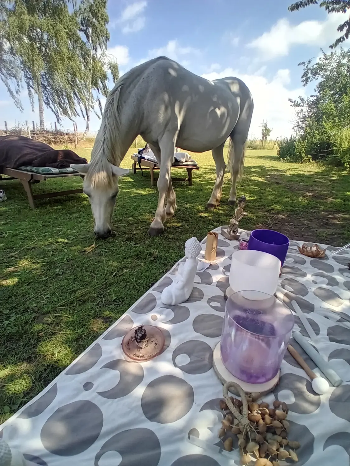 pferdegestütztes Coaching  Springe